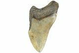 Partial Fossil Megalodon Tooth - Huge Meg Tooth #170335-1